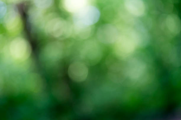 istock Light shining on tree leaves. Booked Blur Abstract Background. Green leaves Summer Spring Background. Focus Bokeh Background. 918444180
