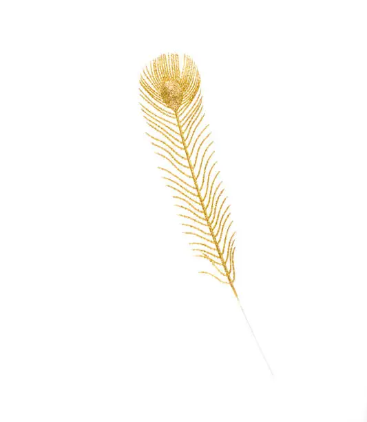 Photo of decorative golden feather on white isolated background