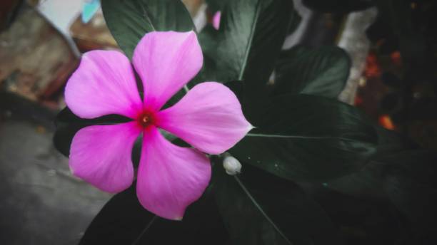 istock Beautiful of pink flowers 918447658