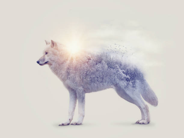 arktiska wolf och skog - animal double exposure bildbanksfoton och bilder