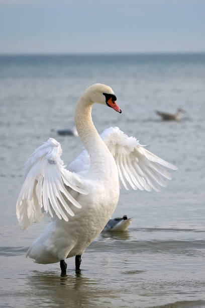 istock White swan in the wild 918448048