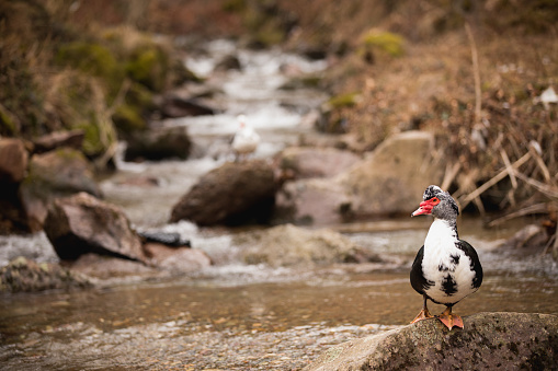 Ducks in forest stream