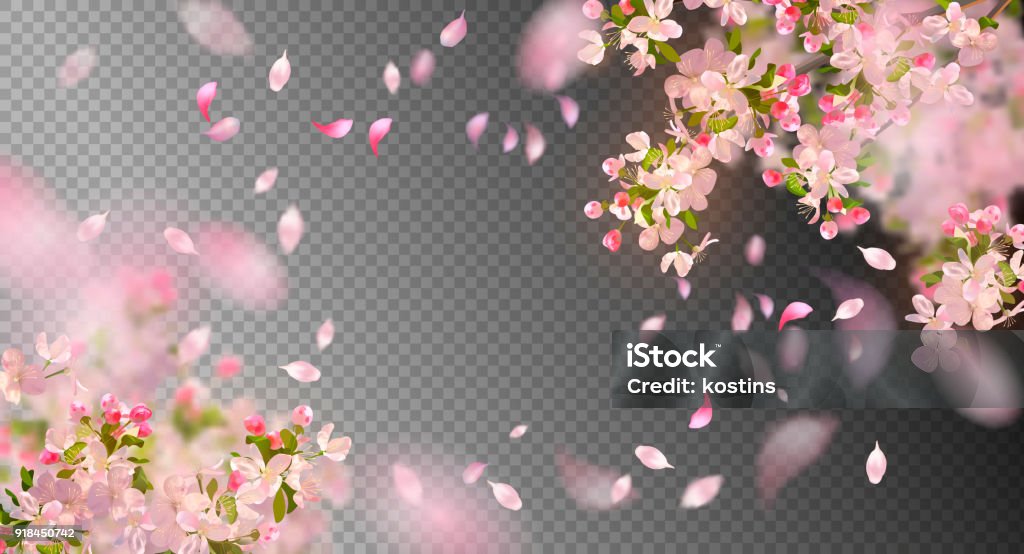 Spring Cherry Blossom Vector background with spring cherry blossom. Sakura branch in springtime with falling petals and blurred transparent elements Springtime stock vector