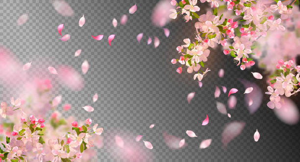 Spring Cherry Blossom Vector background with spring cherry blossom. Sakura branch in springtime with falling petals and blurred transparent elements cherry blossom blossom tree spring stock illustrations