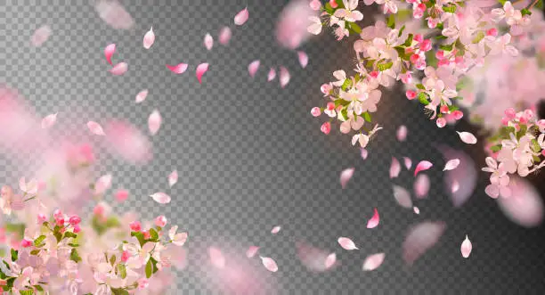 Vector illustration of Spring Cherry Blossom