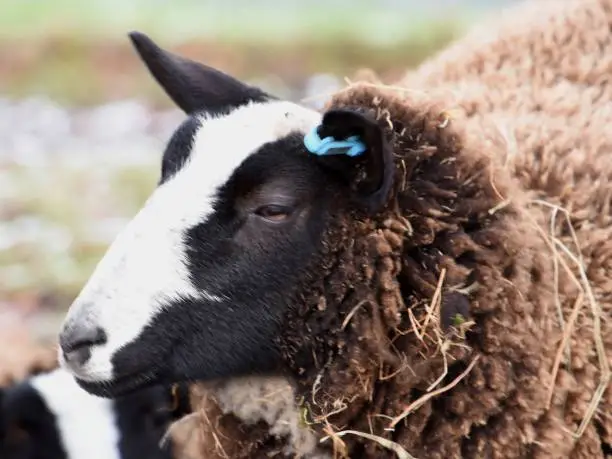 Photo of Balwen Black Mountain Sheep