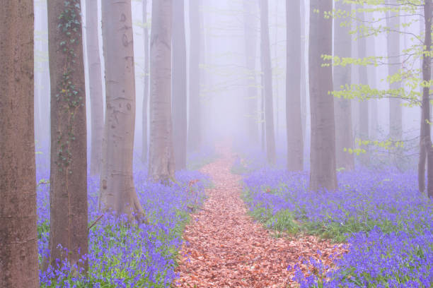 путь через туманный цветущий лес колокольчика в бельгии - forest of halle стоковые фото и изображения