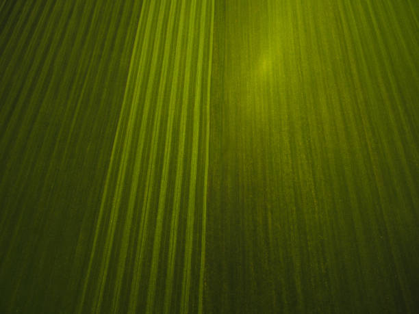 istock aerial view of green field texture, Germany 918458872