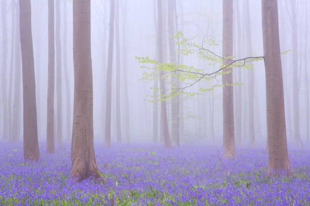 туманный цветущий голубой колокольчик леса халлербос в бельгии - forest of halle стоковые фото и изображения