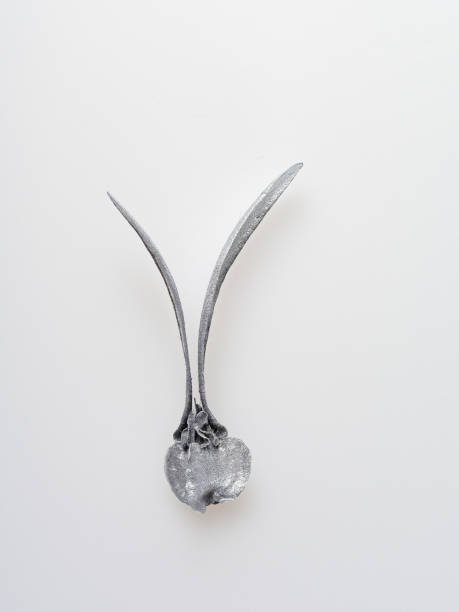 istock Silver rubber seed with two leaves isolated on white background 918460204