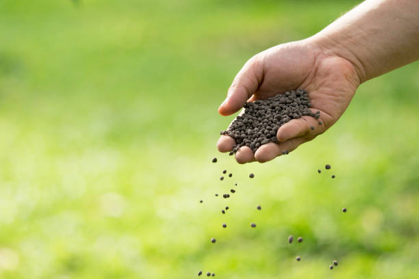 mano del hombre está sembrando fertilizante. pasos importantes para cuidar de las plantas. - humus soil fotografías e imágenes de stock