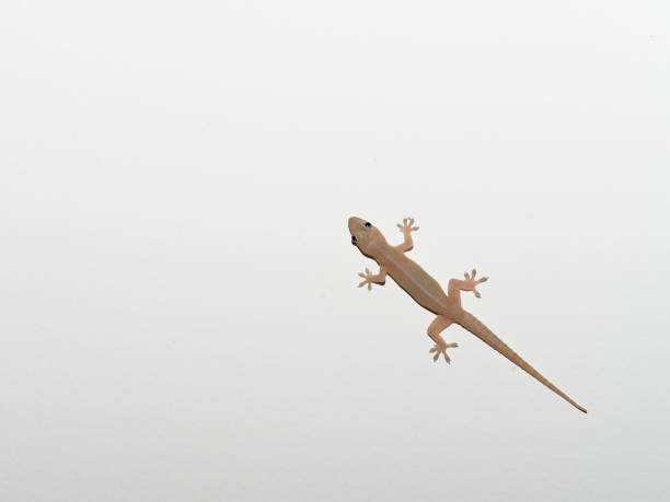 istock Gray transparent lizard, small reptile, found in tropical area 918462870