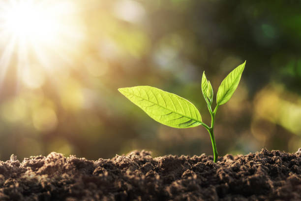 istock young plant growing with sun light. concept ecology 918463868
