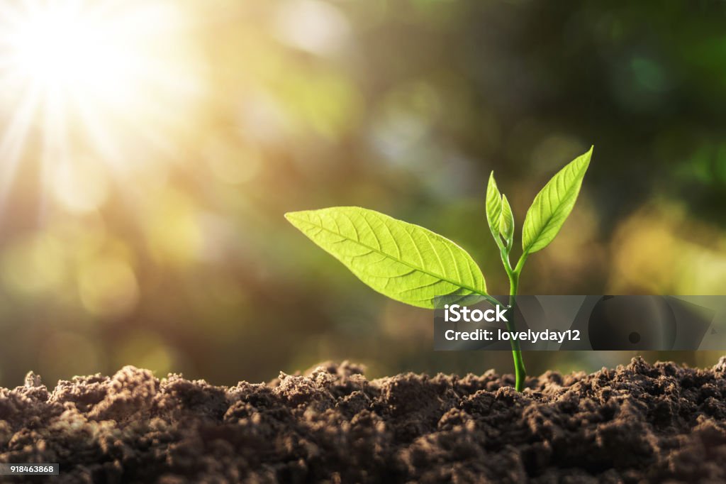 young plant growing with sun light. concept ecology Planting Stock Photo