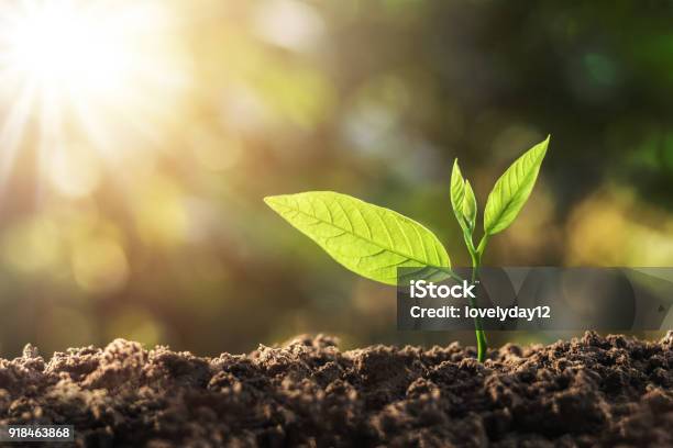 Young Plant Growing With Sun Light Concept Ecology Stock Photo - Download Image Now