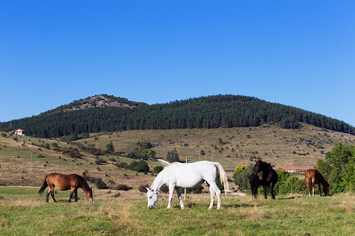 Horses grazing on the plain, mountain landscape