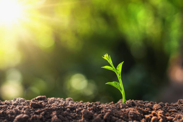 istock young plant growing with sun light. concept ecology 918466936