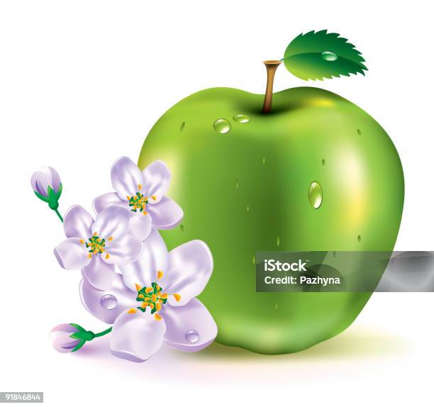 Apple The Fruit And Flowers Stock Illustration - Download Image Now - Apple - Fruit, Apple Blossom, Beauty In Nature