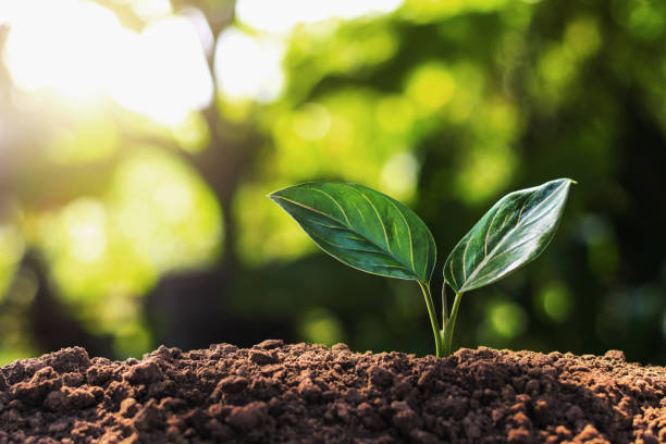 istock young plant growing with sun light. concept ecology 918468634
