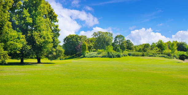 Summer park with deciduous trees and broad lawns.
