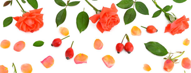 istock Pink roses isolated on white background. Flat lay, top view. 918468786