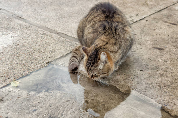 istock homeless cat drinking water from a puddle outdoors in cloudy weather 918470074