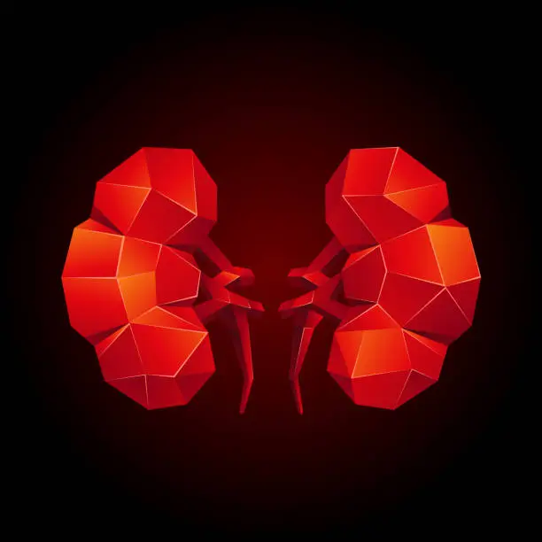 Vector illustration of Red low poly human kidneys on a black background. Abstract anatomy organ. Kidneys in 3D polygon style.