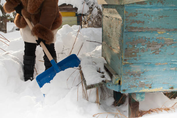 istock Woman Shoveling Snow 918473522