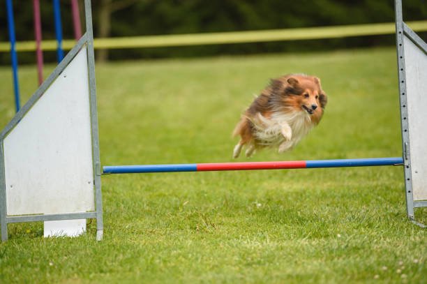 istock Sporty Shetland Sheepdog 918477300