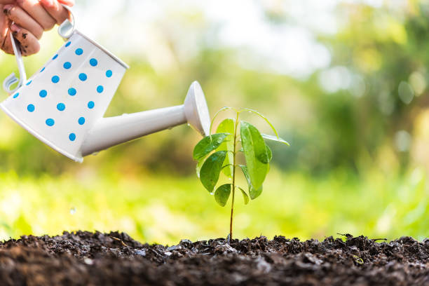 istock Sprout watered from a watering can on nature background. Ecology Concept 918477304
