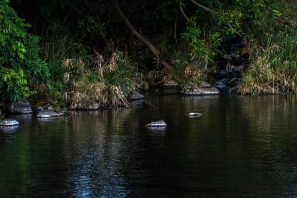istock Pond, Tsavo National Park - Kenya 918478374
