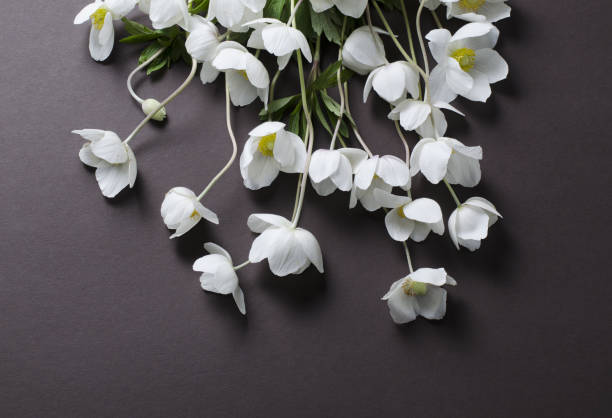 istock Creative top view layout with White Anemone flowers on a black background. Minimalist background. 918480950