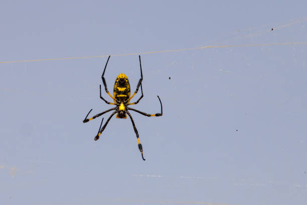 istock Yellow and black orb weaver spider in web, Cape Verde 918481800