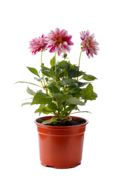 istock Dahlia flower seedling in plactic flowerpot isolated on white 918484106