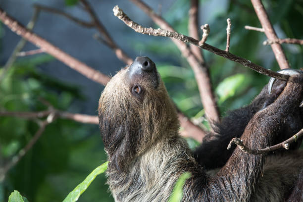 istock Sleepy two-toed sloth in green tree canopy. 918485280
