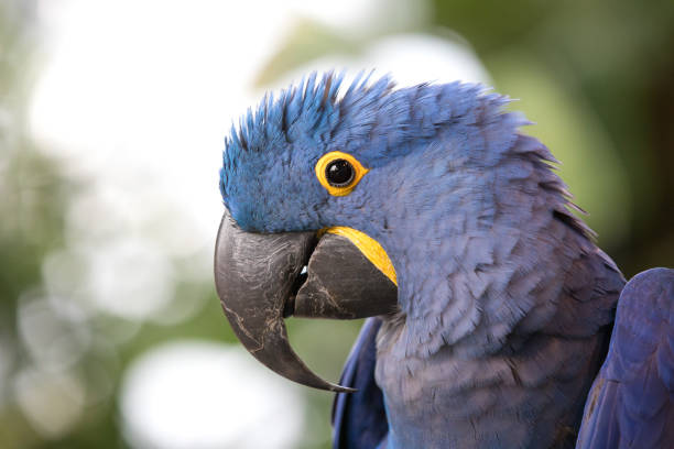 istock Portrait of a blue hyacinth macaw. 918485336