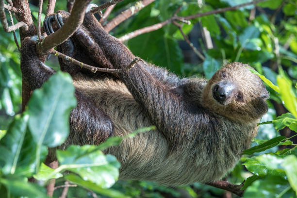 istock Sleepy two-toed sloth in green tree canopy. 918485352