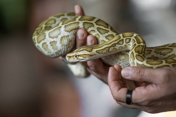 istock Close-up portrait of a Burmese python - the world's largest snake. 918485366