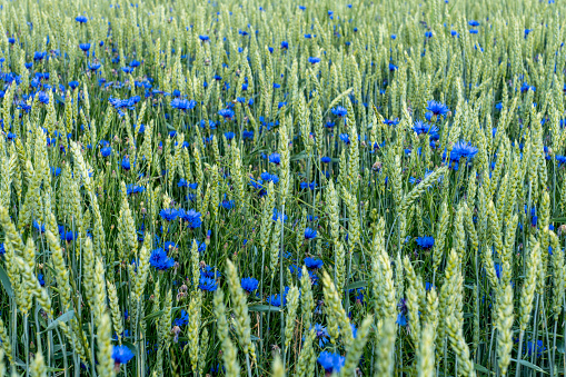 Colorful field of cereals with a lot of blue bonnet or Corn flowers mixed with green straws of wheat