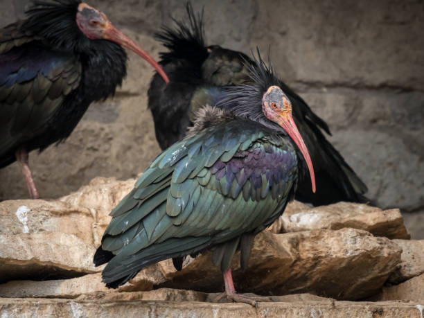 istock A group of the endangered Northern Bald 918488654