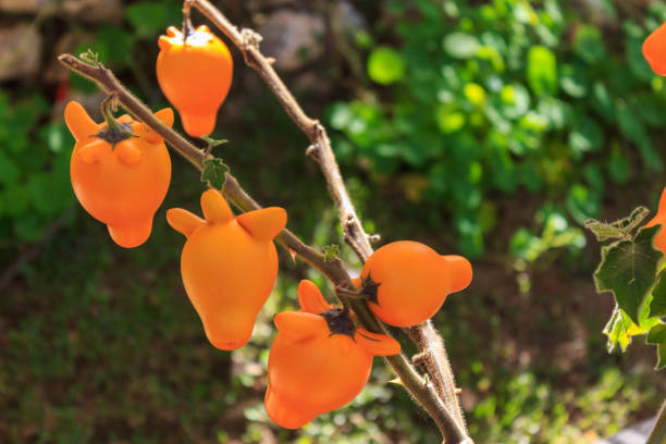 istock Nipple fruit ,Solanum mammosum,Titty fruit or Fox face. 918489886