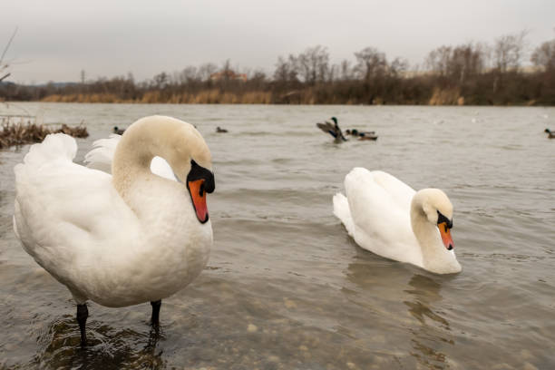 istock A male and a female white swan (Cygnus olor) 918492312