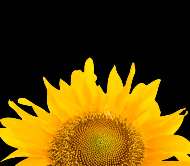 istock Closeup sunflower isolated on black background 918493862