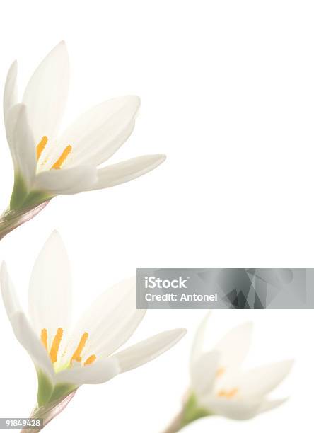 White Lilies Stock Photo - Download Image Now - Beauty, Blossom, Border - Frame
