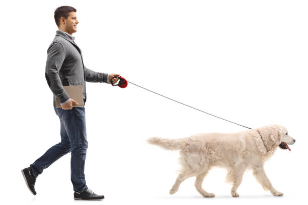 istock Man with a book walking a dog 918494312