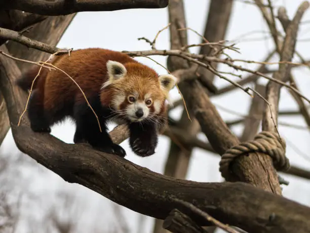 A red panda (Ailurus fulgens) climbing on a tree