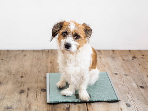 istock Dog, Pet, Animals 918498480