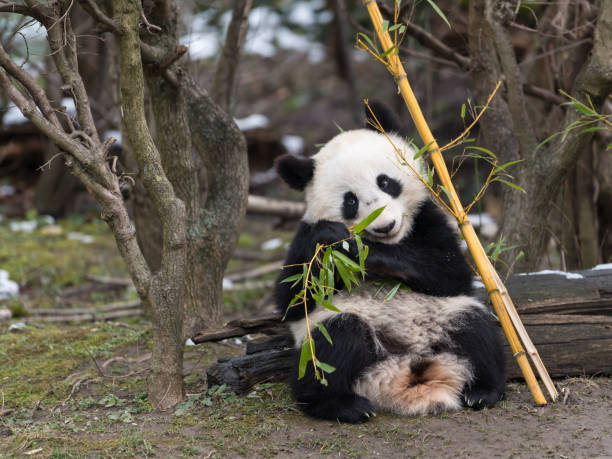 un giovane panda gigante seduto e mangia bambù - panda outdoors horizontal chengdu foto e immagini stock