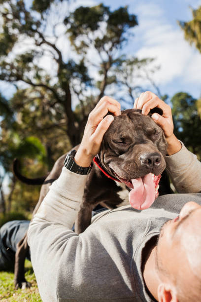 istock Young man laying on his back with his pit bull laying on his chest. 918505340
