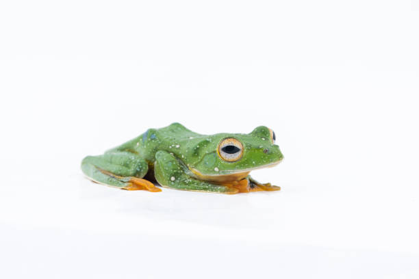 istock Black-webbed flying tree frog, Rhacophorus kio, on white background 918505774